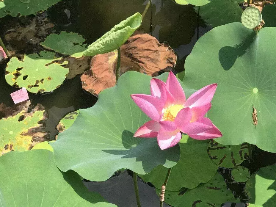 重庆看荷花的地方来啦！错过再等一年......