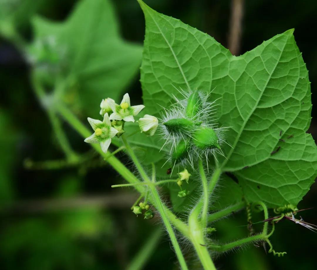 刺果瓜刺果瓜,原产美国,是葫芦科野葫芦属一年生草本植物.