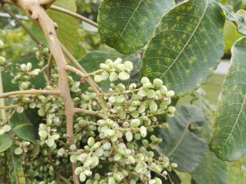 臭黄荆的功效与作用(超全) - 行就行