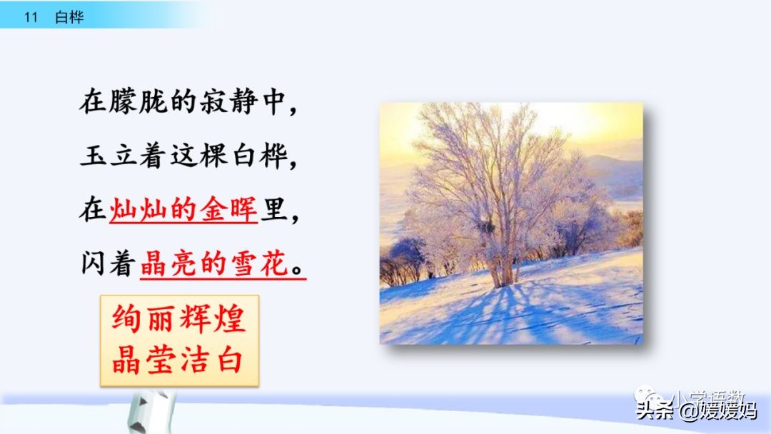 四年级下册语文第11课《白桦》图文详解及同步练习