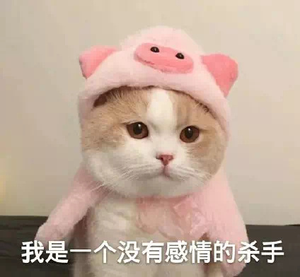 猫咪表情包：我是一个没有感情的杀手