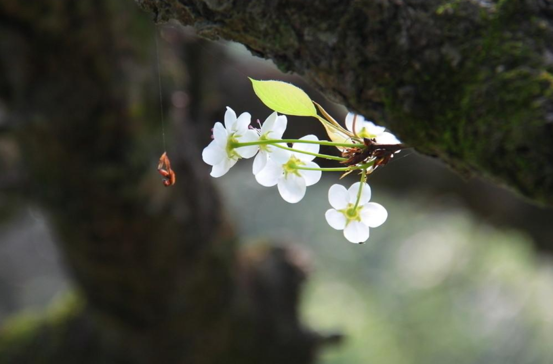 梨花绽放为春来，10首梨花的诗词，在这个美好的季节送给你