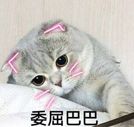 猫咪委屈表情包合集