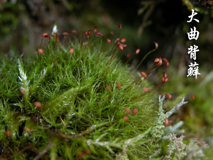 苔藓植物图片（小编带你盘点四十种苔藓植物）