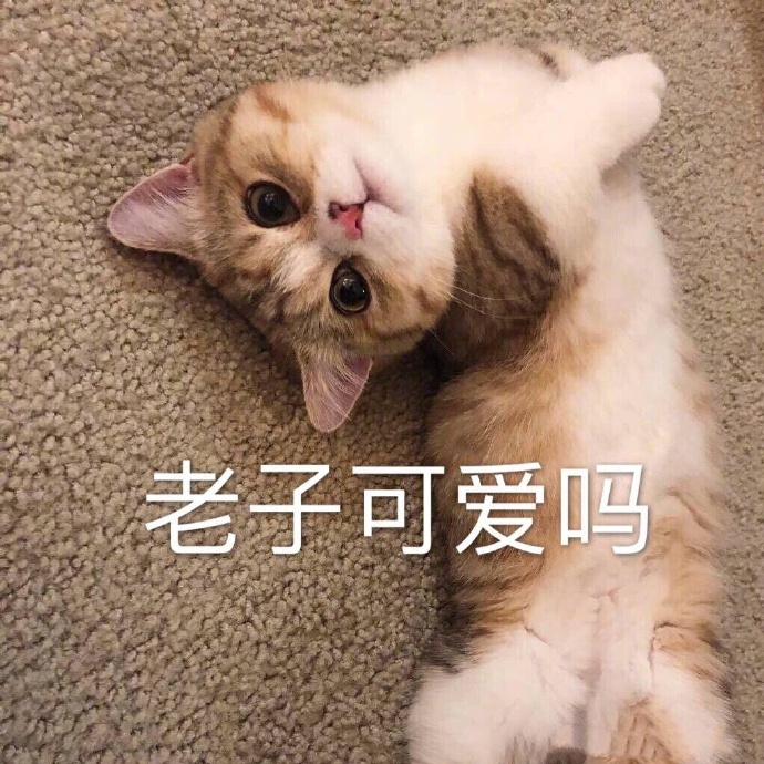 猫咪表情包合集｜我跟你讲，今天就必须带我吃火锅