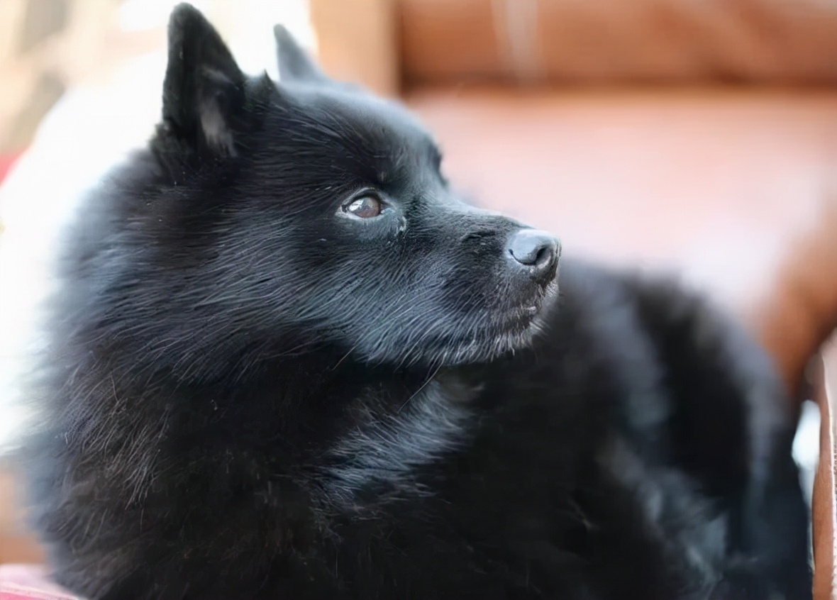 世界犬种智商排名榜前 30 名的聪明狗狗