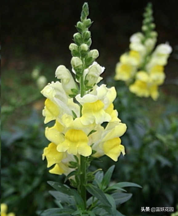 金鱼草怎么养?做好这5点,开花一大串