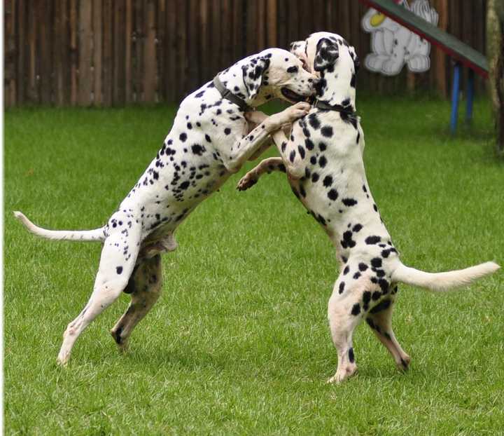 世界名犬品种大全（最全狗狗品种科普及简要介绍）