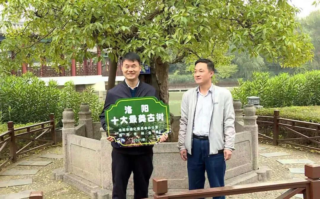 2800年后获殊荣 杜康“空桑酒树”荣获“洛阳十大最美古树”