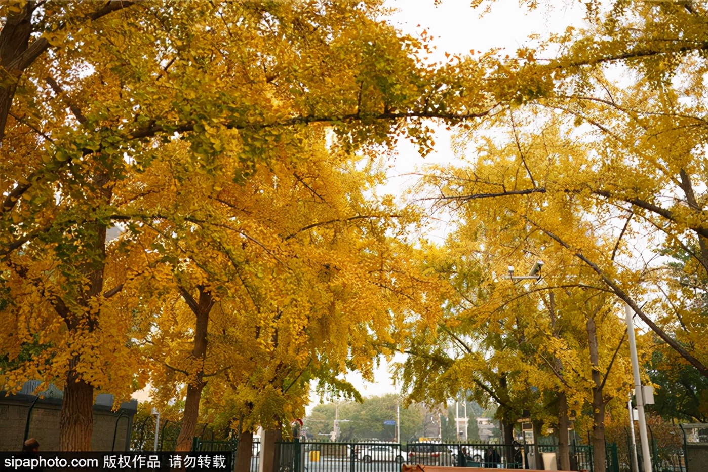 跟着打卡！“叶落的季节—漫步北京”14条赏银杏品文化线路来了