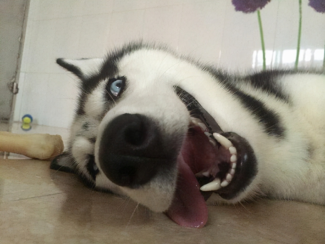 形容二哈狗样子的优美句子