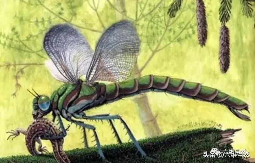 史上最大昆虫，巨脉蜻蜓体长2.4米，诞生和灭绝皆由于氧气含量