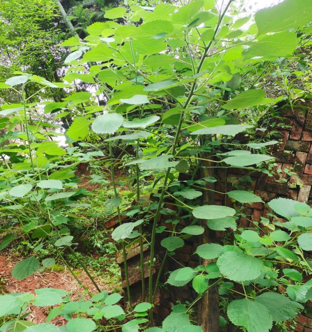 麻植物长什么样（随处可见最常用的伫麻跟亚麻）