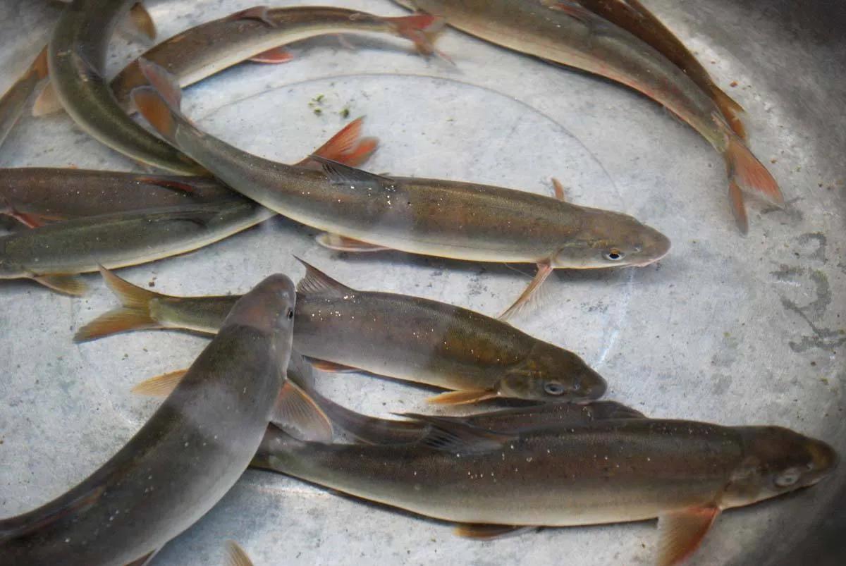 21種國產野生名貴淡水魚，吃過8種，你就是饕餮達人了