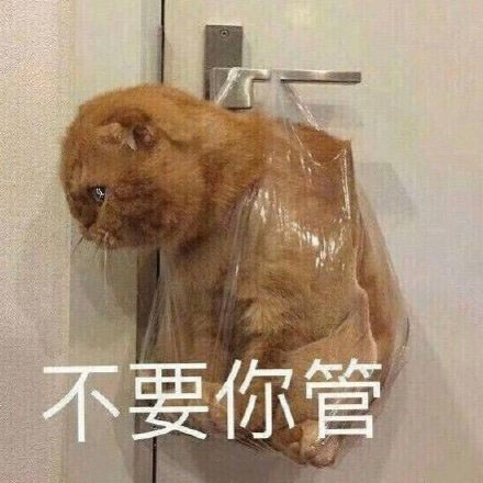 猫咪可爱表情包