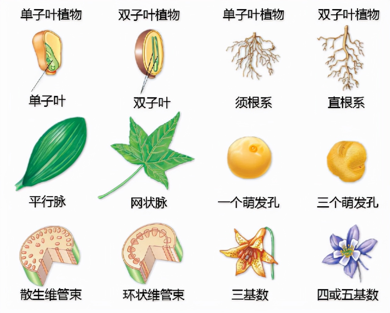 花的基本结构简图（教科书般的植物形态图解）