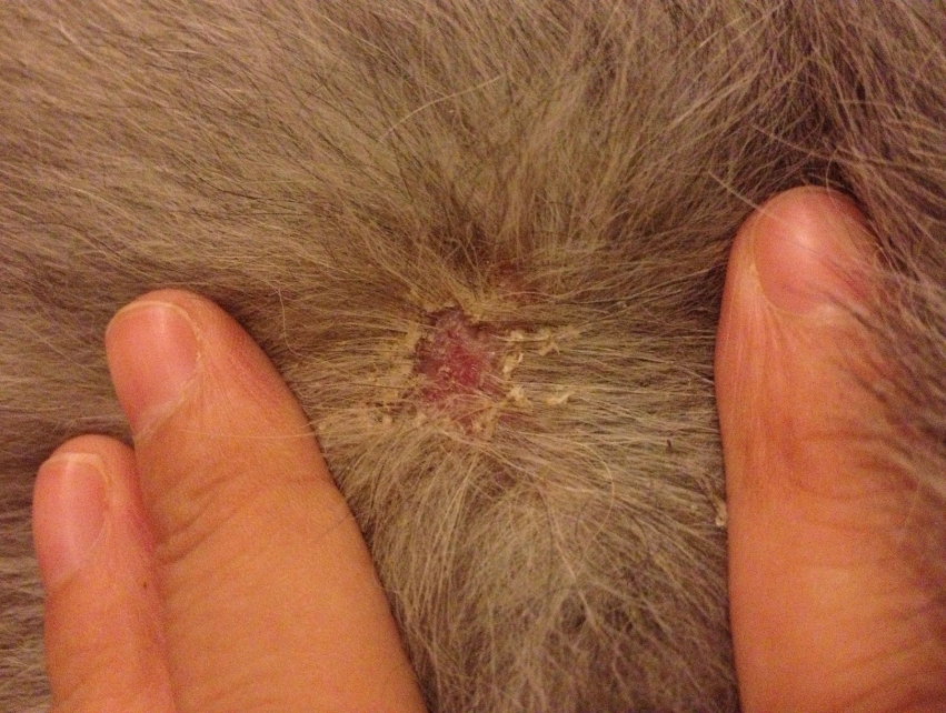 几个小方法,轻松除掉狗狗身上99%的螨虫,非常好用