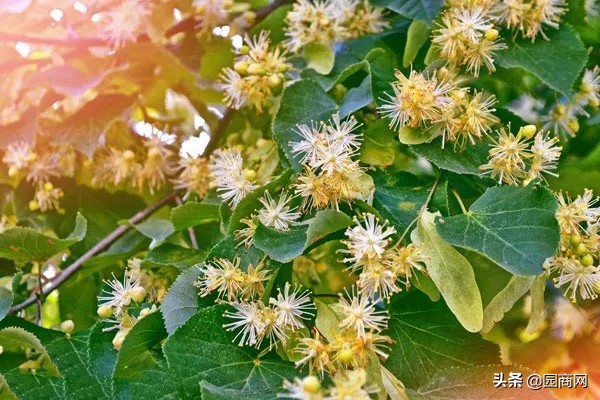 什么花流蜜多？有蜜源的绿化树木