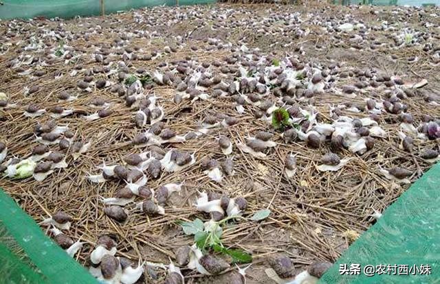 蜗牛产卵怎么处理（促进蜗牛交配产卵的方法）