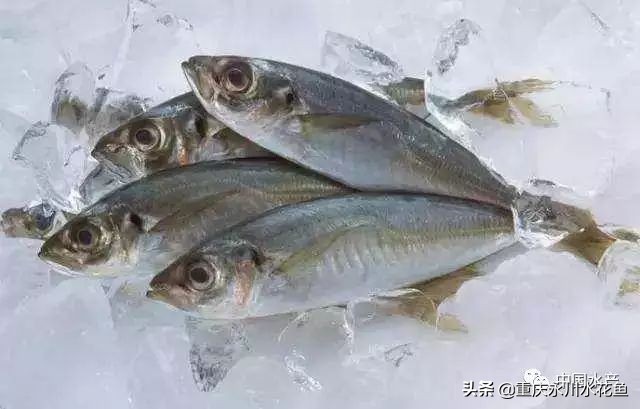 分享让鱼味更鲜美的10个小窍门，如何把鱼菜做的鲜美入口