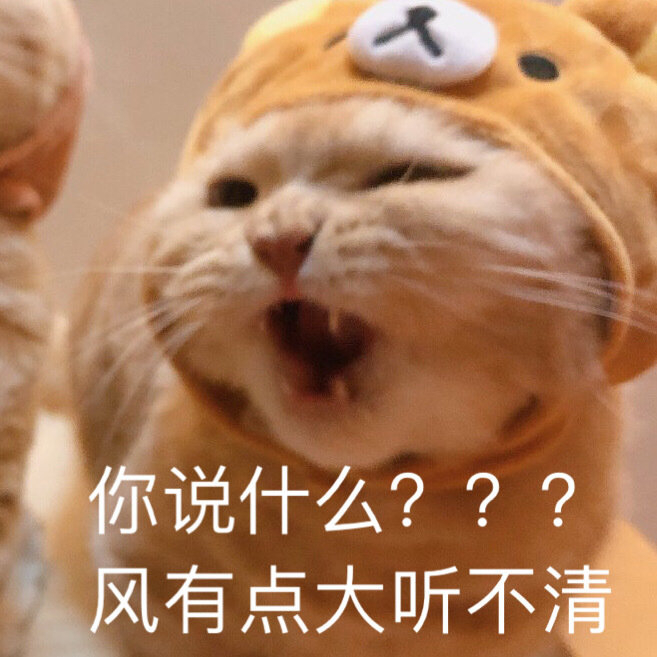 猫咪表情包​  生气专用表情包