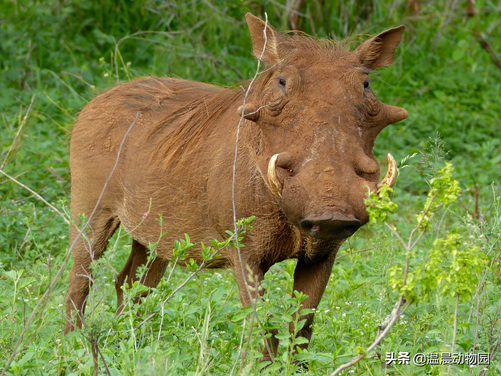 《狮子王》中出镜率较高的这几种动物,与现实中的原型有何不同?