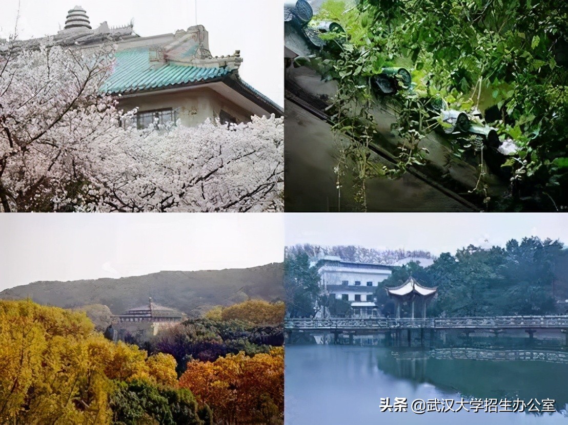 超50万人报考！来武汉大学，2025年，你将拥有“无价之物”！