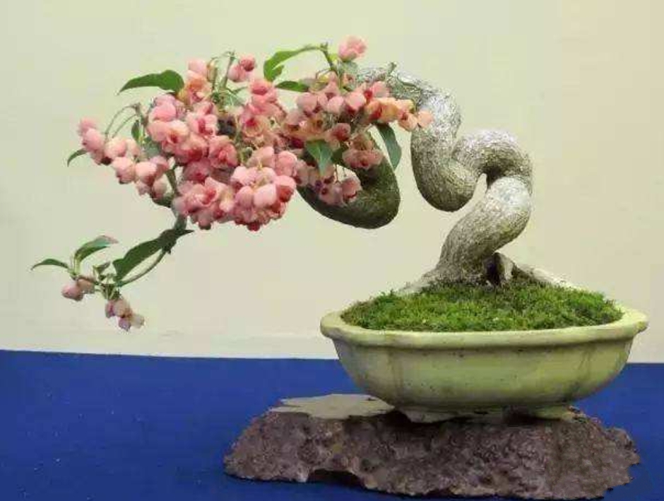 卫矛盆景的造型与养护,秋季叶,果红艳,冬季枝翅奇特