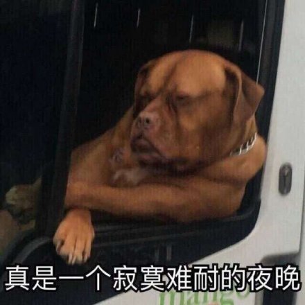 呆萌狗狗的表情包：真的，骗你是小狗