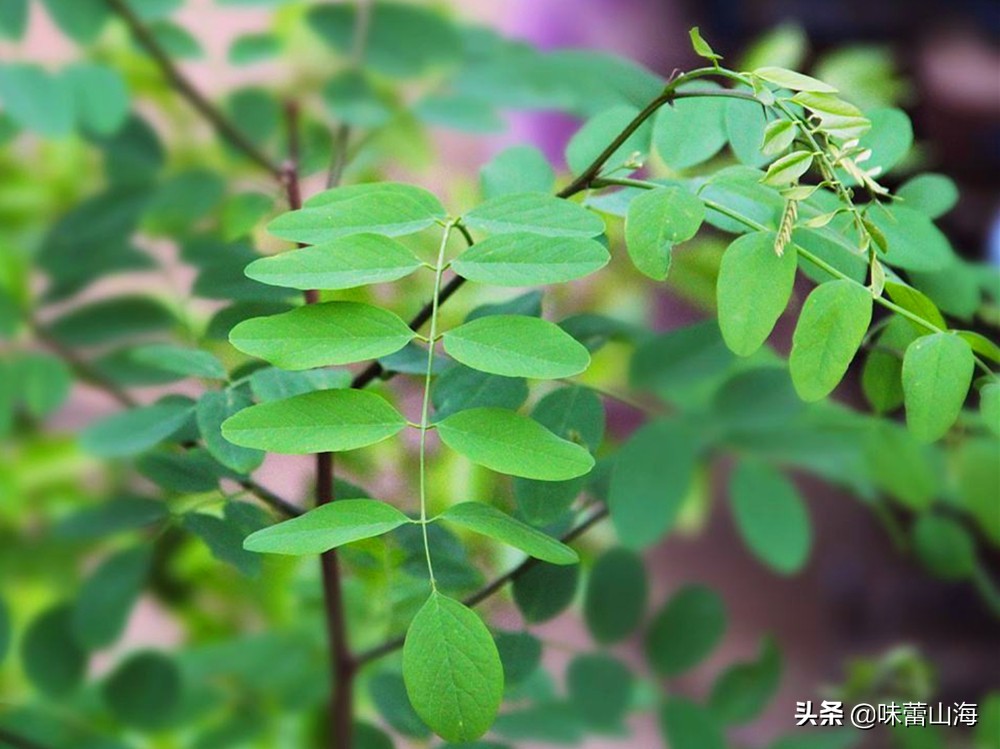 第4名:槐树叶