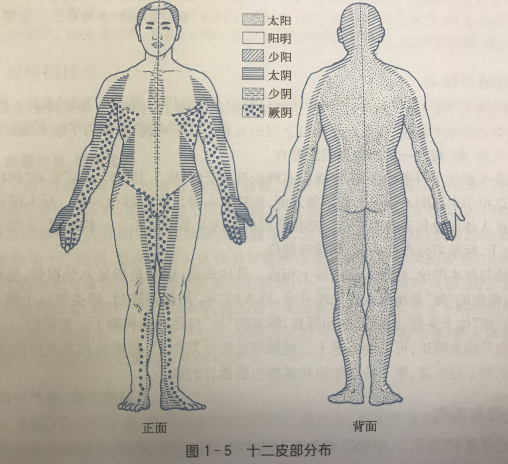 头顶痛、前额痛、后脑勺痛怎么办？最全绿色调理法