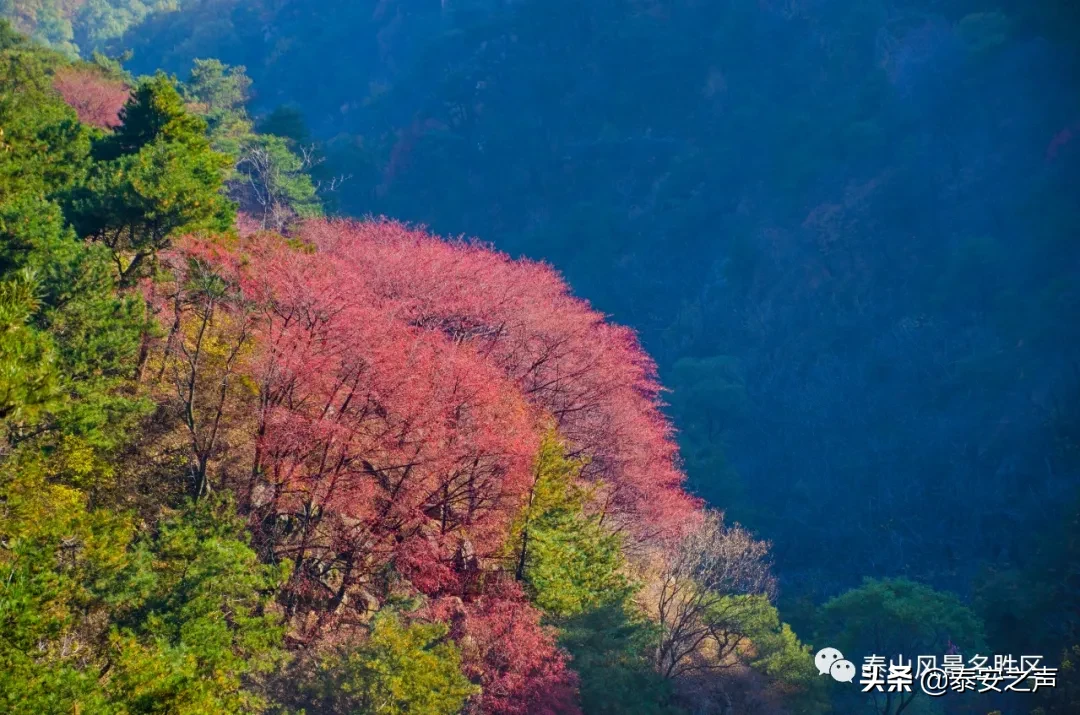 深秋泰山：一年好景君须记，最是橙黄橘绿时