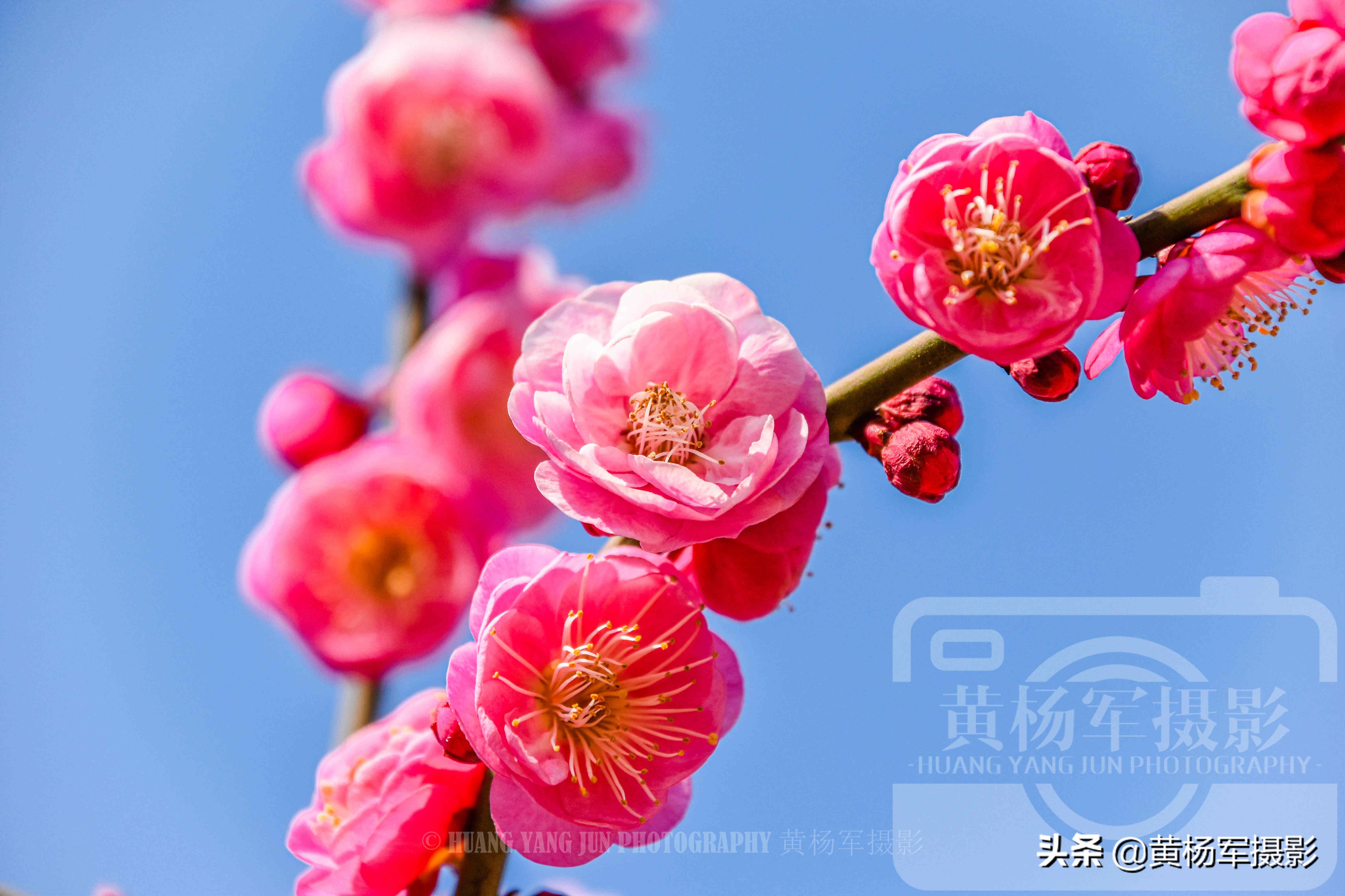 梅花长什么样子(了解梅花的形态与其颜色)