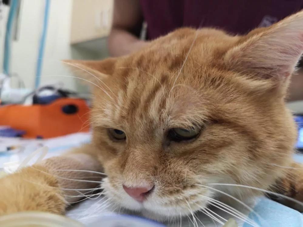 猫咪得了牙周炎该怎么办