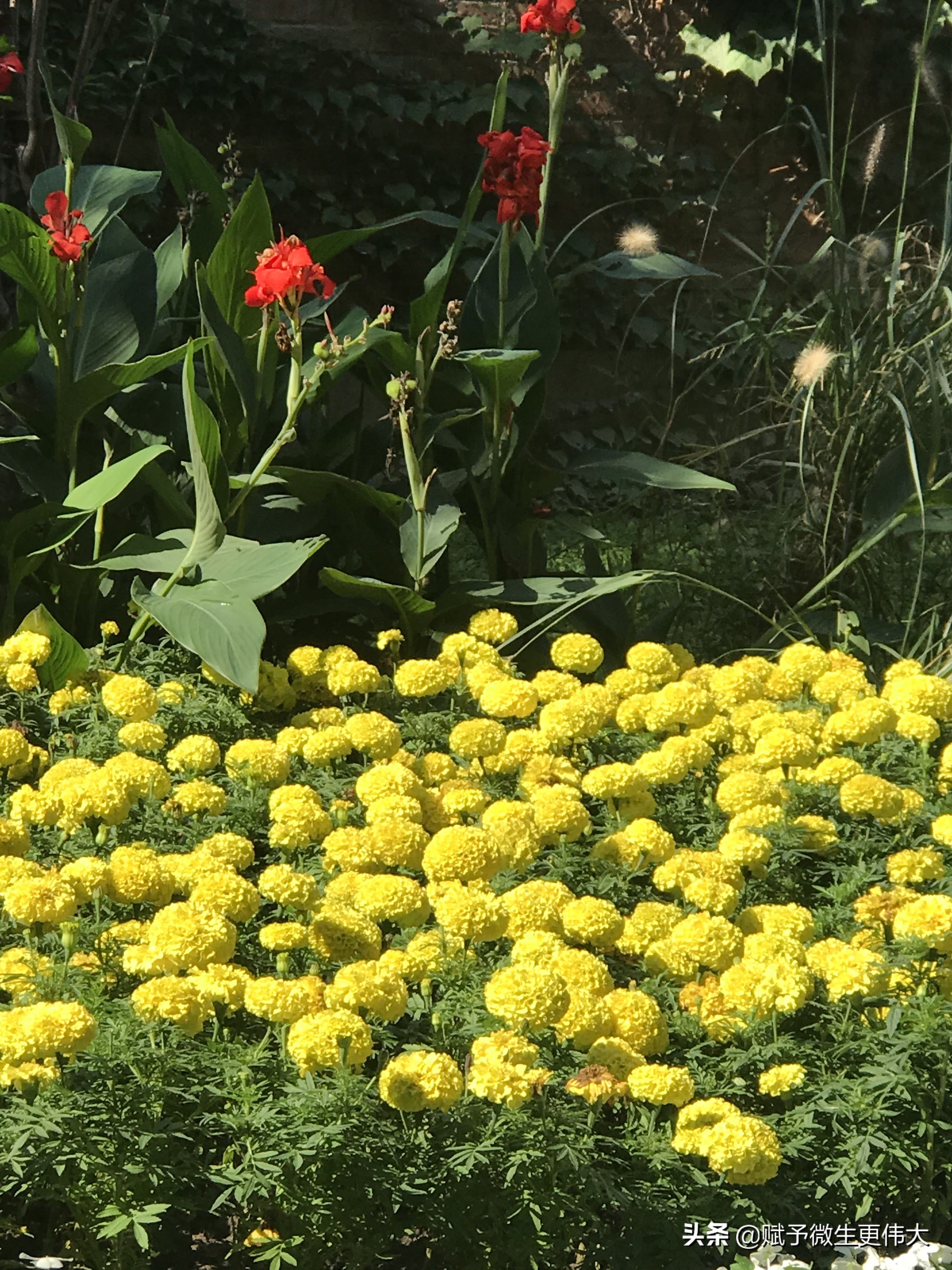 兹寒香——菊色滋寒露 芦花荡晚风
