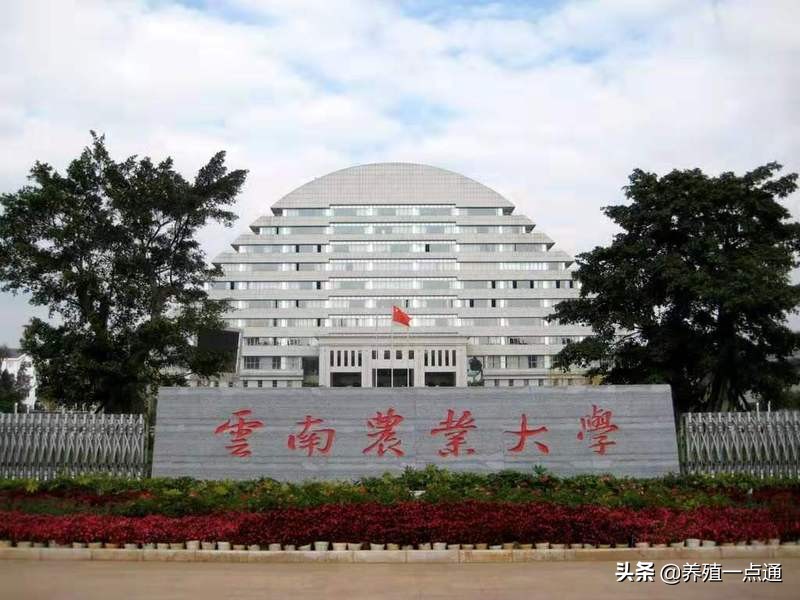 严达伟，云南农业大学动物科学系教授、硕导，猪种选育与利用专家