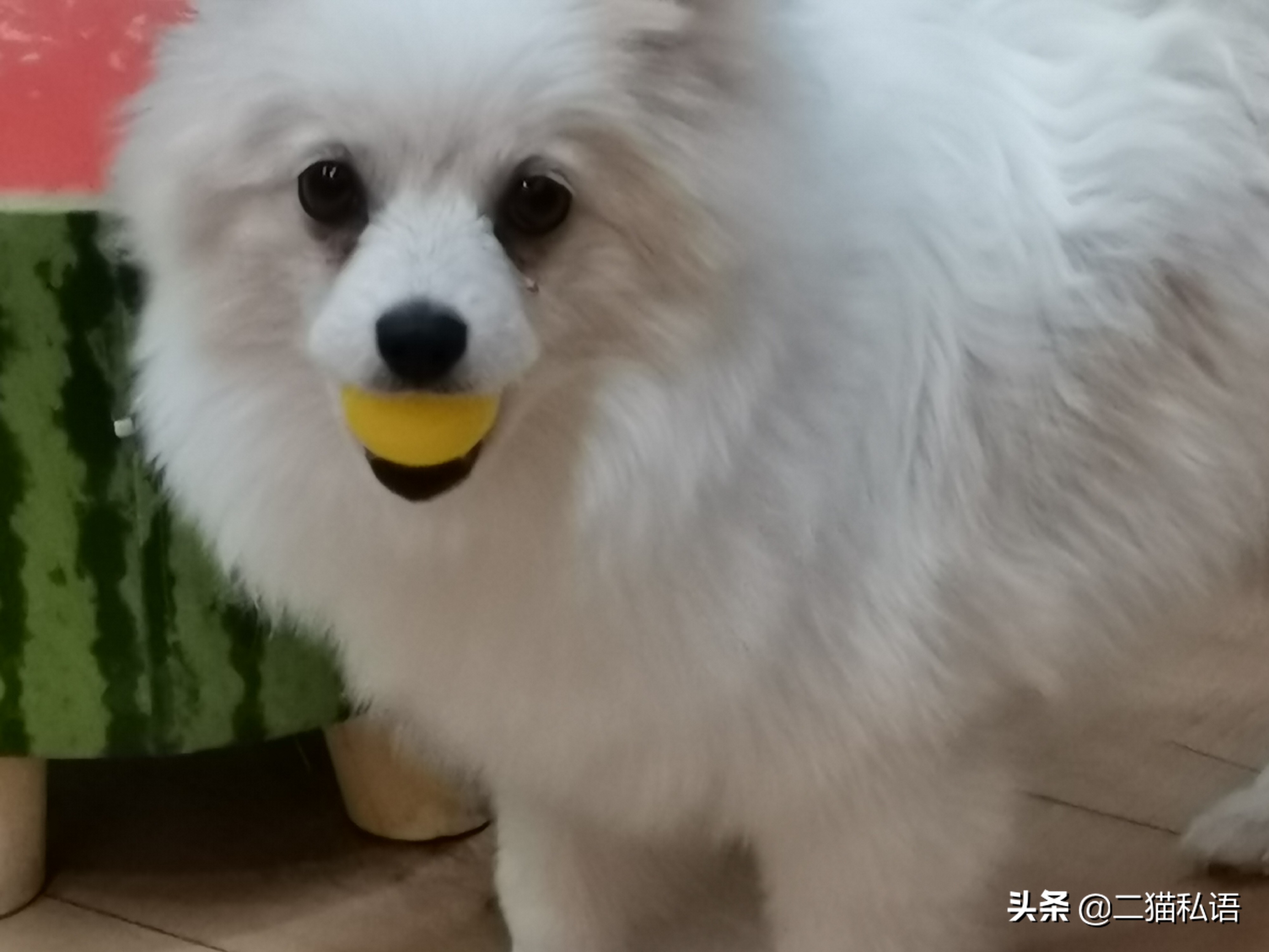 黃博美犬多少錢一隻博美犬俊俏可愛