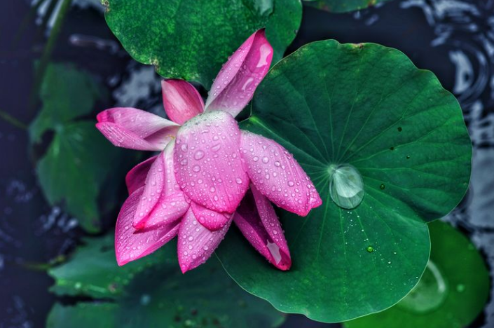 「诗词鉴赏」雨中观荷，惊艳了谁的时光