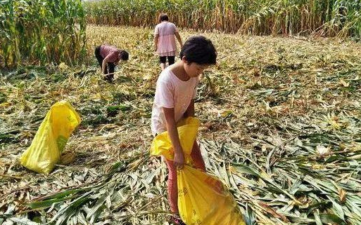 历年高考状元“家庭背景”调查显示，有的人，一出生就在“罗马”