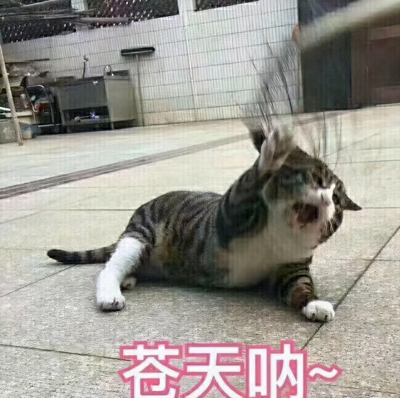 大学寝室的“天花板”：夫妻宿舍yyds，拼搏一年我要上南开