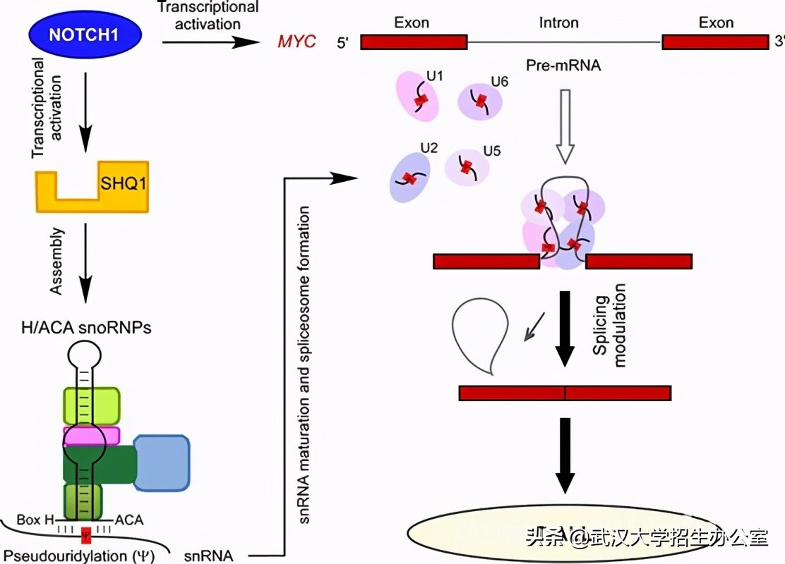 最新消息！中国科学家在白血病治疗中再获重要进展，引起国际关注！