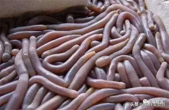 市场常见的102种海鲜，肉质鲜美，营养丰富，你们吃过几种？