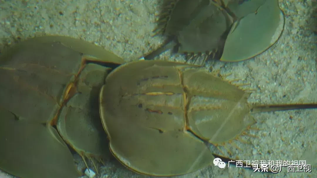 为造地雷浑身是伤，俘虏级别最高国民党将领……他们都是解放广西的英雄