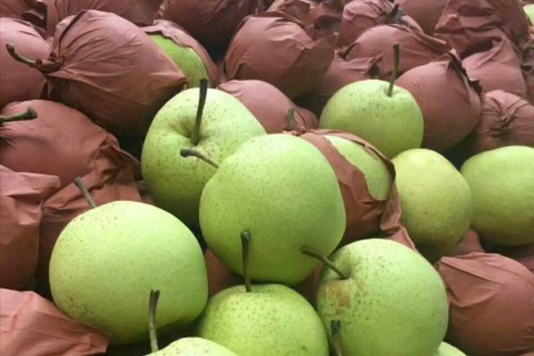 河北梨价格高空坠落:雪花梨变"泪花梨",鸭梨成了农民的压力?