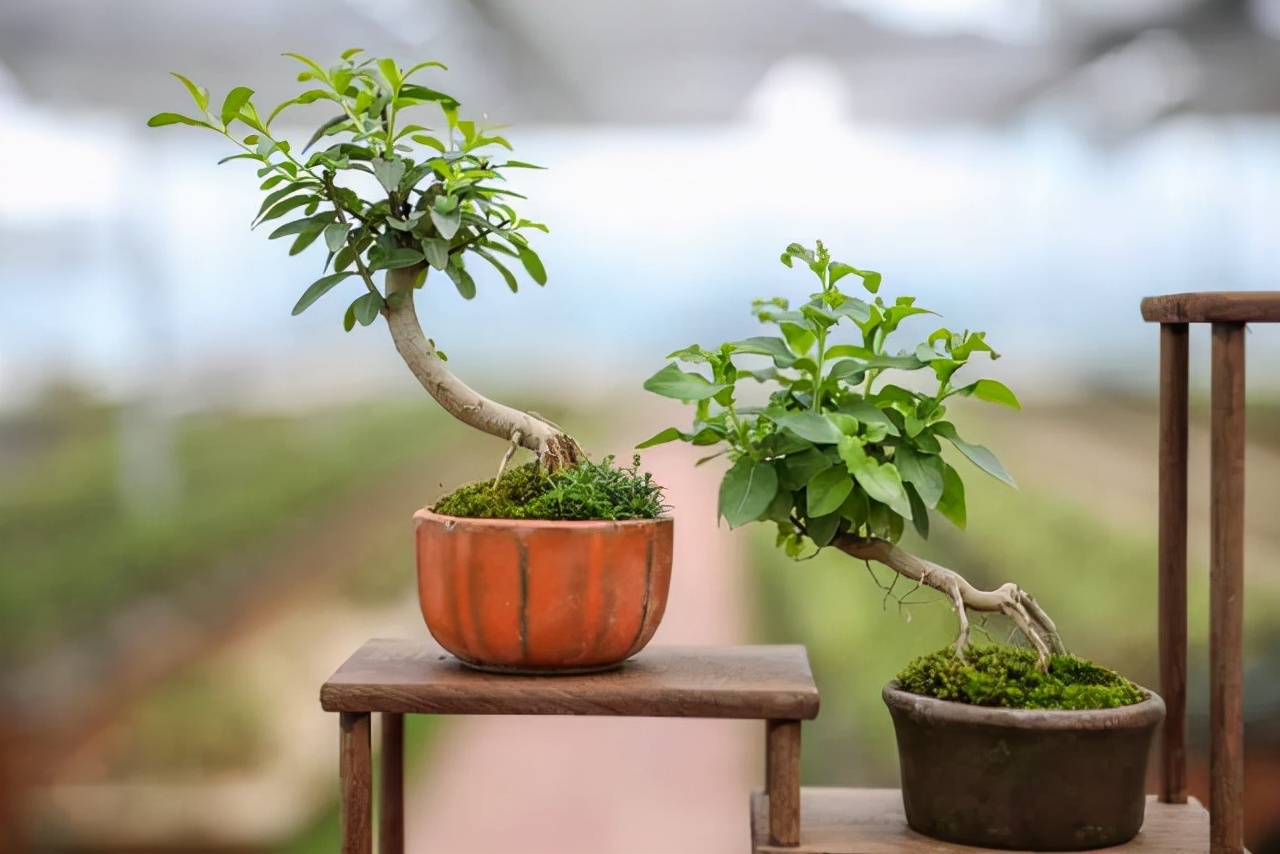 室内盆景大全(五种适宜摆在室内的盆景大全)