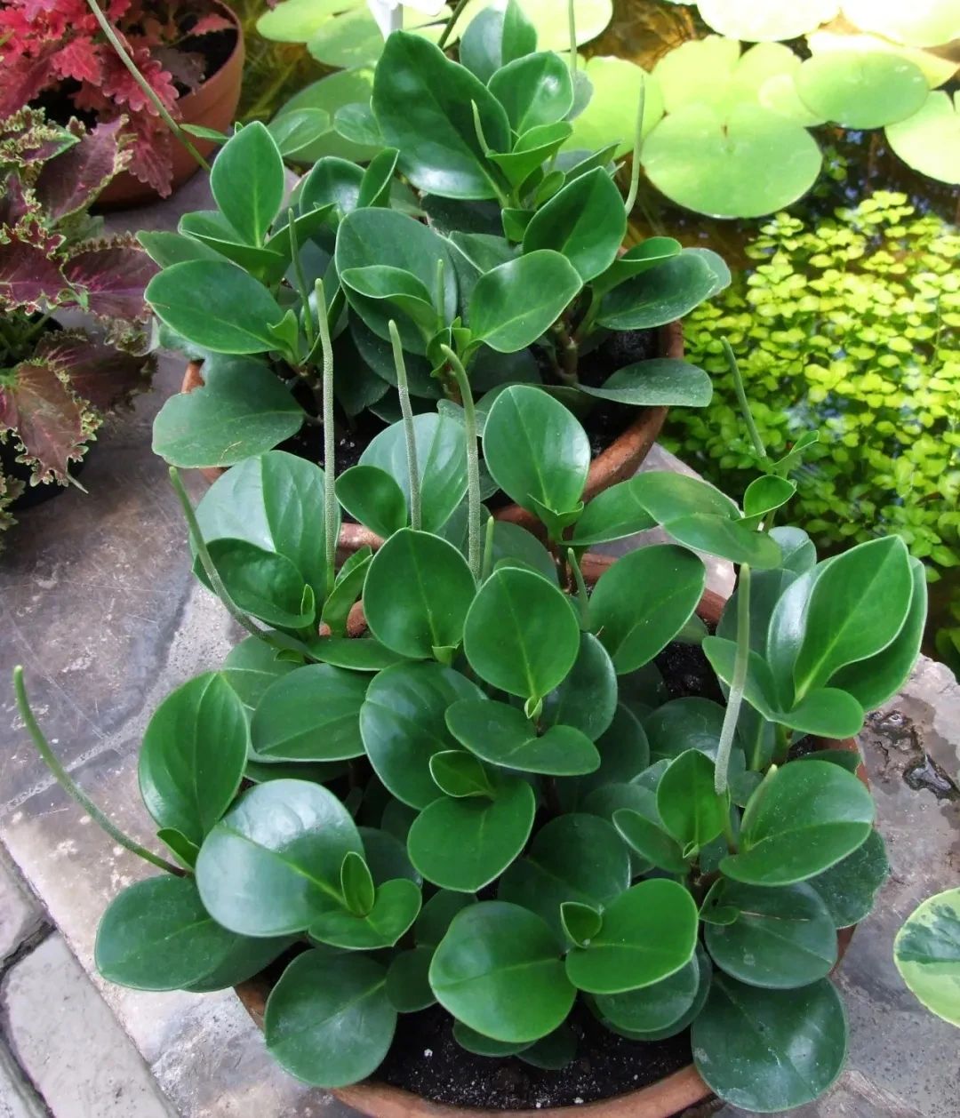 肉质植物怎么养（6种不好养的肉质型植物及养护技巧）