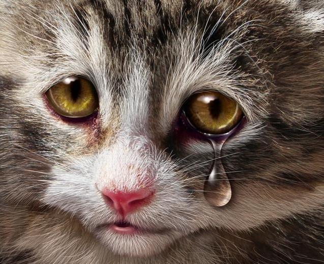 猫咪在什么情况下会流泪？记住这几点