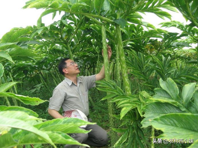 魔芋的种植技术介绍（魔芋的种植与管理方法）