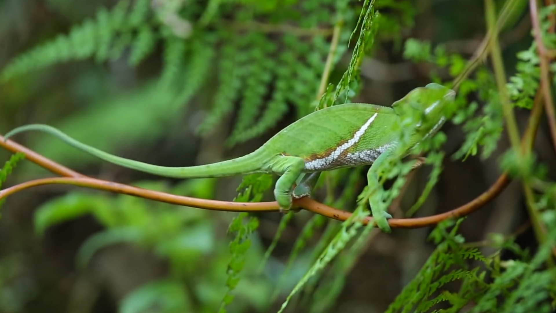变色龙身体的颜色不仅是保护色,还可以表达心情和状态
