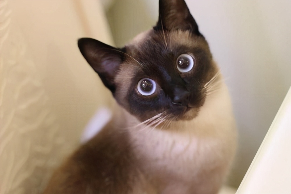 猫界大黑脸：暹罗猫和重点色布偶怎么分辨？怎么判断是不是杂交的